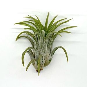 🌿2/$20 Air Plant - Tillandsia Ionantha